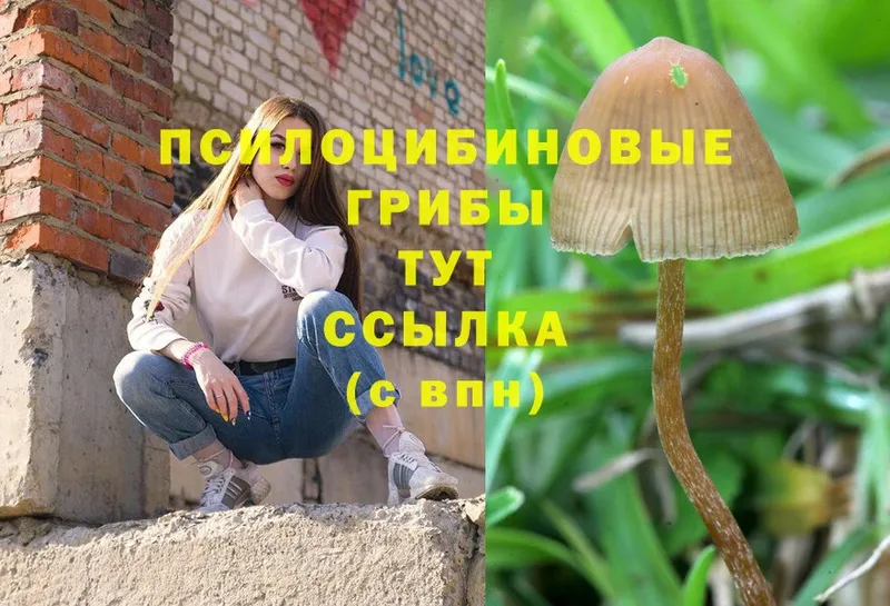 Галлюциногенные грибы Magic Shrooms  Высоковск 